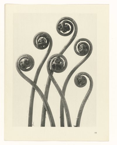 Studio di piante, Urformen der Kunst (titolo della serie) da Karl Blossfeldt