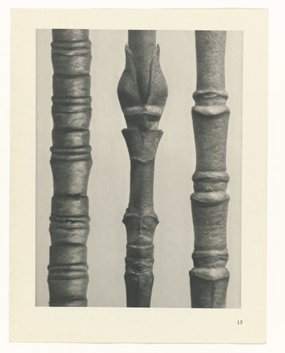 Studio di piante, Urformen der Kunst (titolo della serie) da Karl Blossfeldt
