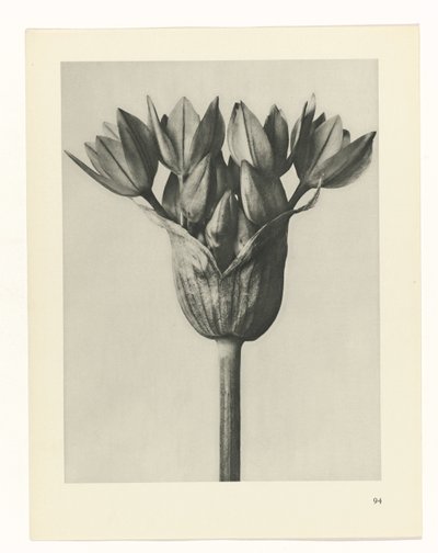 Studio di piante, Urformen der Kunst (titolo della serie) da Karl Blossfeldt