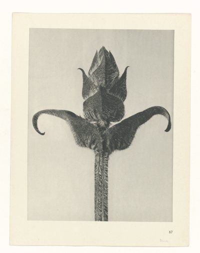 Studio di piante, Urformen der Kunst (titolo della serie) da Karl Blossfeldt