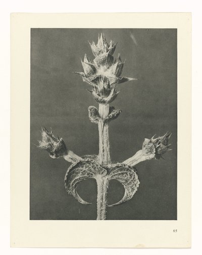 Studio di piante, Urformen der Kunst (titolo della serie) da Karl Blossfeldt