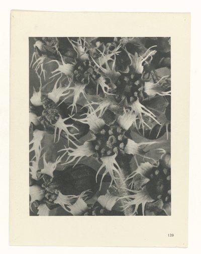 Studio di piante, Urformen der Kunst (titolo della serie) da Karl Blossfeldt