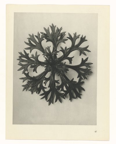 Studio di piante, Urformen der Kunst (titolo della serie) da Karl Blossfeldt
