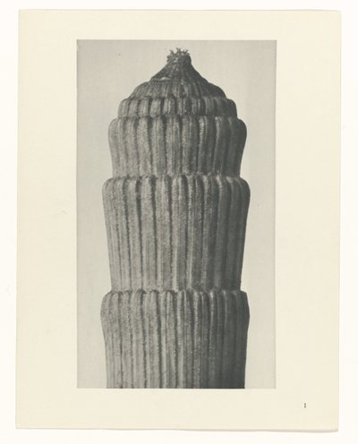 Studio di piante, Equisetum hiemale (serie Urformen der Kunst) da Karl Blossfeldt