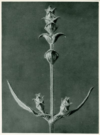 Salvia, 1929 da Karl Blossfeldt