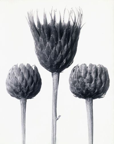 Serratula Nudicaulis (Seghettata Comune a Stelo Nudo) da Karl Blossfeldt