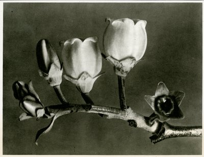 Vaccinium Corymbosum da Karl Blossfeldt