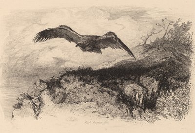 Aquila in volo da Karl Bodmer