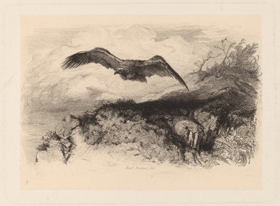 Aquila in volo da Karl Bodmer