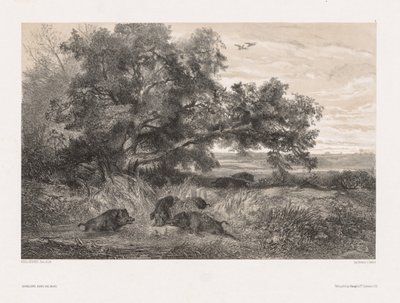 Animali e paesaggio secondo natura: Cinghiale selvatico in uno stagno da Karl Bodmer
