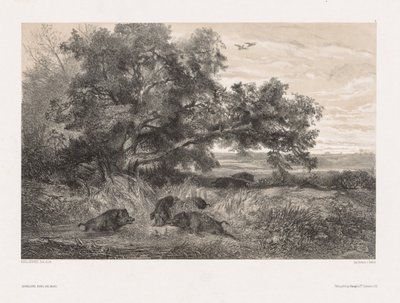 Animali e paesaggio secondo natura: Cinghiale in uno stagno, c. 1850 da Karl Bodmer