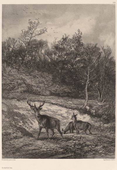 Sulla riva dell