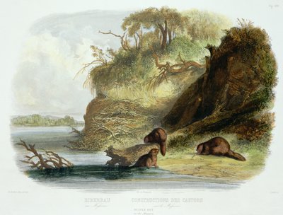 Capanna di castori sul Missouri, tavola 17 dal volume 1 di 