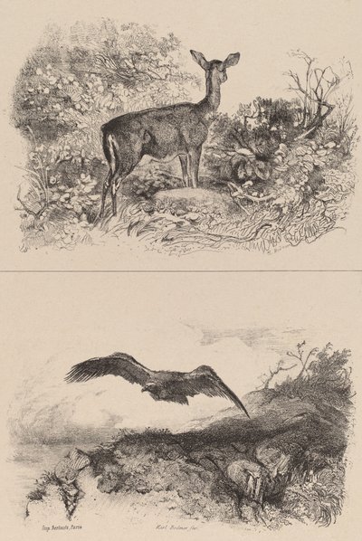 Cervo, Aquila da Karl Bodmer
