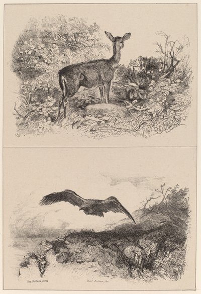 Cervo, Aquila da Karl Bodmer