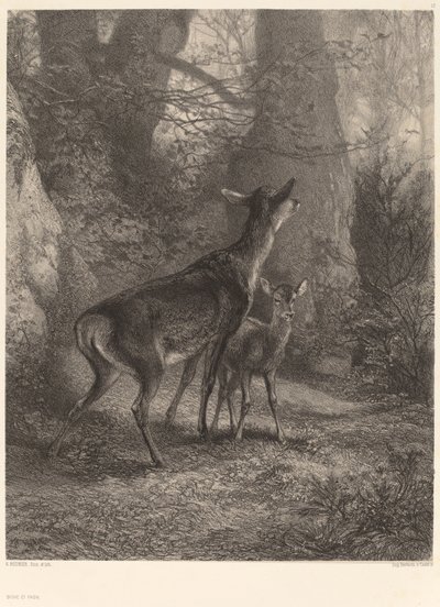 Cerva e cerbiatto da Karl Bodmer