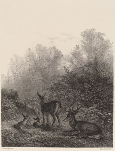 Cerbiatti a riposo da Karl Bodmer