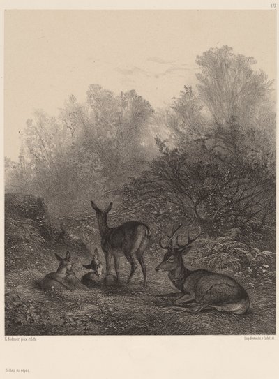 Cervi a riposo da Karl Bodmer