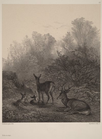 Cervi a riposo da Karl Bodmer