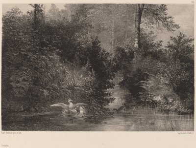 Anatre da Karl Bodmer