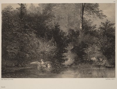 Anatre da Karl Bodmer