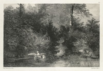 Anatre da Karl Bodmer