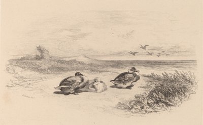 Anatre selvatiche da Karl Bodmer