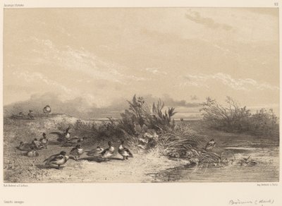 Canards Sauvages da Karl Bodmer
