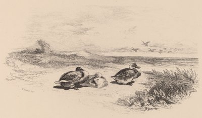 Anatre selvatiche da Karl Bodmer