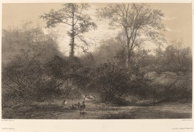 Anatre Selvatiche da Karl Bodmer