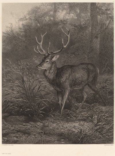 Cerf Dix-Cors da Karl Bodmer
