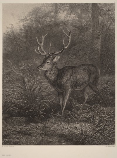  da Karl Bodmer