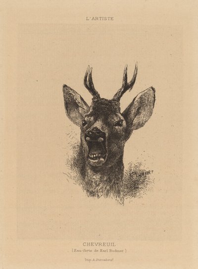 Capriolo da Karl Bodmer
