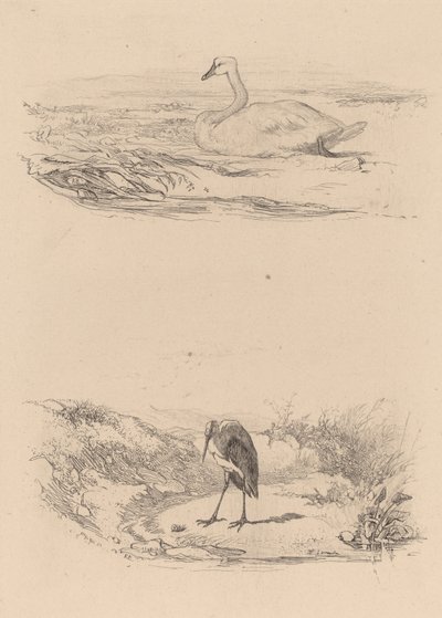 Cigno, airone da Karl Bodmer