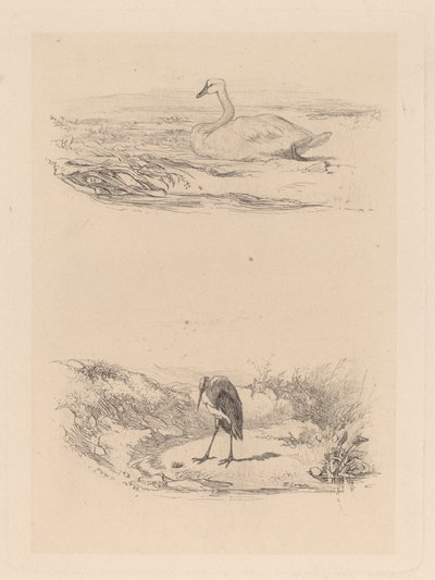 Cigno, airone da Karl Bodmer