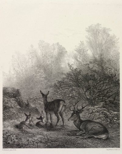 Cervo a riposo da Karl Bodmer