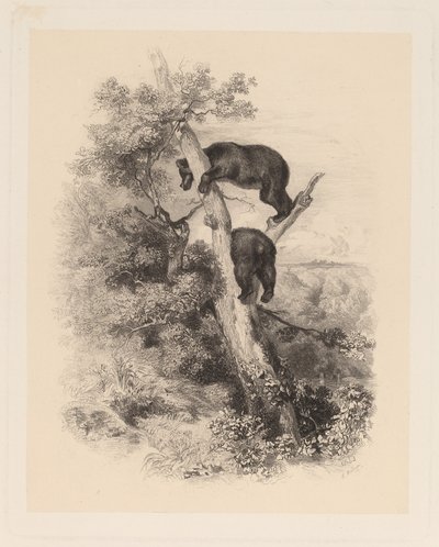 Due Orsi da Karl Bodmer