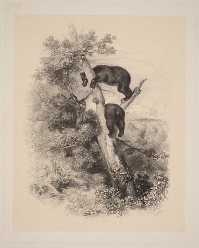  da Karl Bodmer