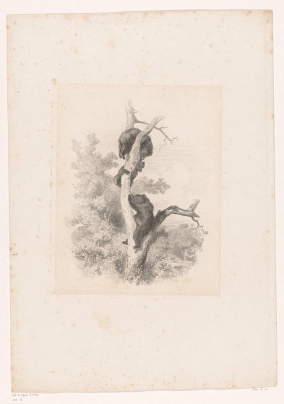 Tre orsi su un albero (serie: Paesaggi con animali) da Karl Bodmer