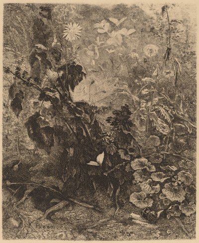 Lumache e farfalle da Karl Bodmer