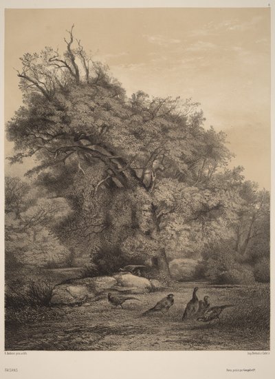 Fagiani da Karl Bodmer
