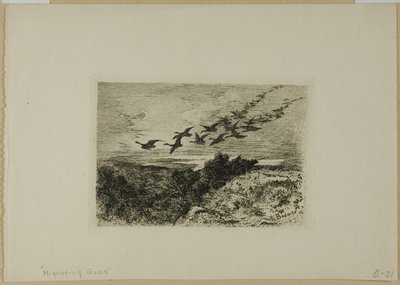 Oche in volo da Karl Bodmer
