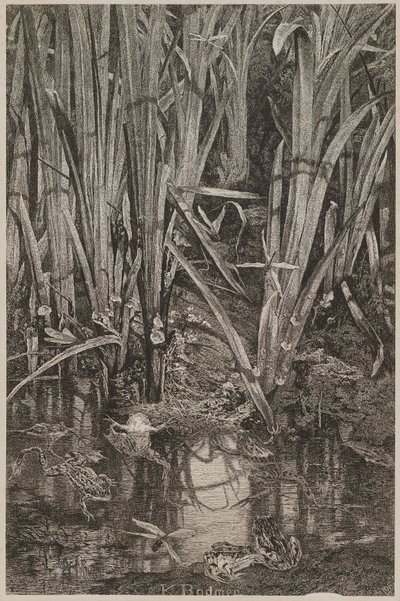 Rane nella palude da Karl Bodmer