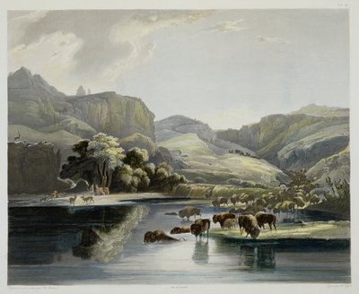 Mandrie di bisonti e alci sull