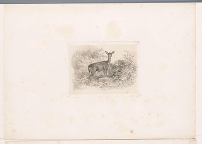 Cerva nel bosco da Karl Bodmer