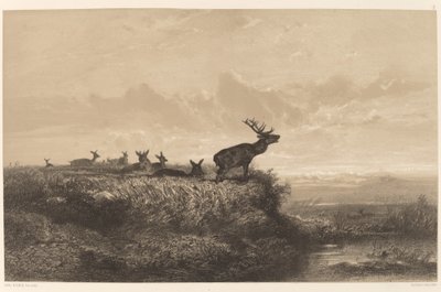 Il mattino. Cervo e cerve da Karl Bodmer