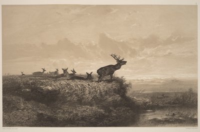 Il mattino. Cervo e cerve da Karl Bodmer