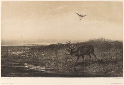 La sera. Cervo e aironi da Karl Bodmer