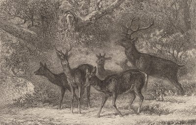 Le harde da Karl Bodmer