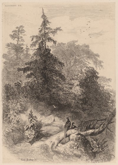 I fagiani da Karl Bodmer